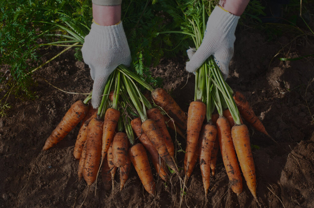 Person with white gloves harvesting carrots.