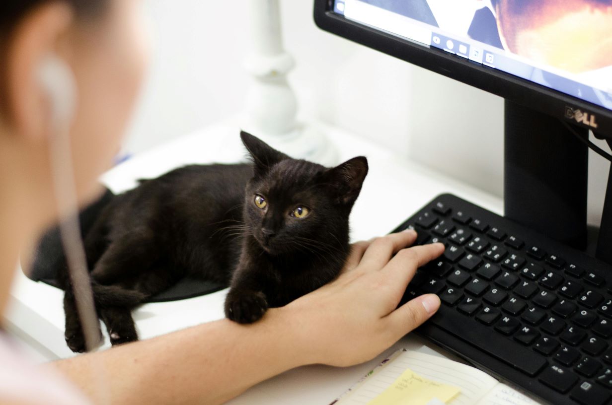 A black cute cat next to a keyboard and computer screen.